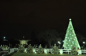 2012 Dec 19 - xmas trees eve 221