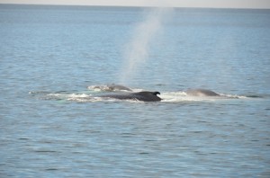2013 May 1 Whales 2 053