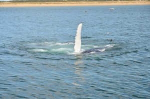 2013 May 1 Whales 2 101